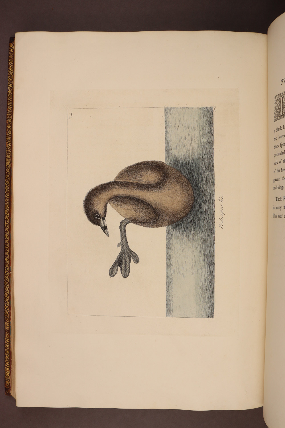 Plate 91